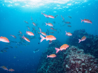 ヒリゾ浜の美しい逆光のホウライヒメジ（ヒメジ科）、チョウチョウウオ（チョウチョウウオ科）他の群れ。

静岡県伊豆半島賀茂郡南伊豆町中木から渡し船で渡るヒリゾ浜にて。
2023年9月24日水中撮影。
