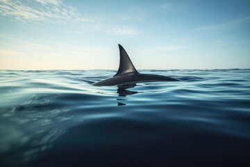 Naklejka premium a shark fin above calm sea surface