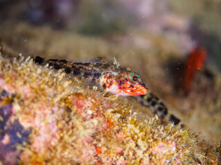 ヒリゾ浜の可愛いヨゴレヘビギンポ（ヘビギンポ科）の幼魚。

静岡県伊豆半島賀茂郡南伊豆町中木から渡し船で渡るヒリゾ浜にて。
2023年9月24日水中撮影。
