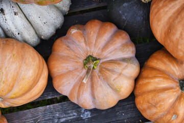 Top view of large orange 'Musquee de Provence' pumpkin. Also called Fairytale pumpkin