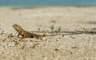 Ein Gecko auf den Malediven