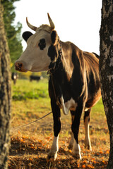 Cows herd on a grass field at sunset. A cow is looking at the camera.