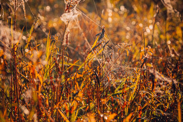 view of a beautiful cobweb against the background of autumn withered grass on the Pripyat River in Belarus.
