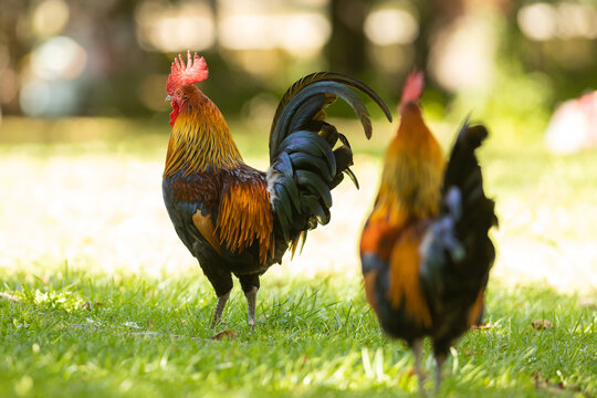 Roosters grazing on the green grass in the park