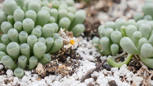 Close up of Fenestraria Aurantiaca, or baby's toes Succulent.Turntable shot.