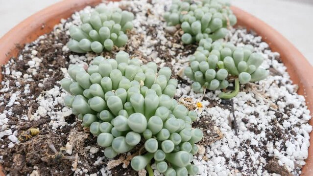Large pot of Fenestraria Aurantiaca, or baby's toes Succulent. Turntable shot