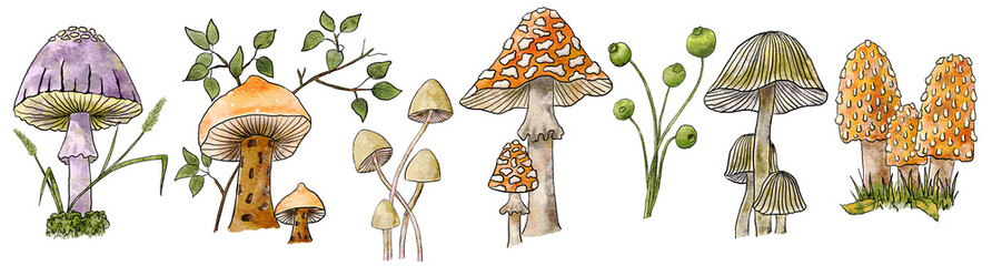 Watercolor Mushroom set. Wild forest mushrooms are inedible. Hand drawing of various mushrooms. Large format. Isolated on white background