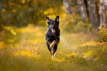 Mix owczarka niemieckiego kundel   biegnie na wprost obiektywu w żółtym lesie © ZiraPhoto