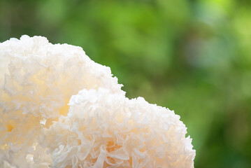 White Jelly Mushroom or Tremella fuciformis on nature background.