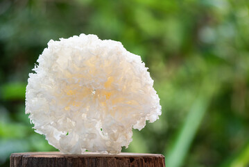 White Jelly Mushroom or Tremella fuciformis on nature background.