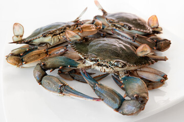 Blue crab in the dish, group of blue crabs ingredient in cooking. - obrazy, fototapety, plakaty