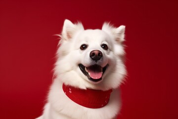 Medium shot portrait photography of a happy american eskimo dog wearing a bandage against a ruby red background. With generative AI technology - obrazy, fototapety, plakaty