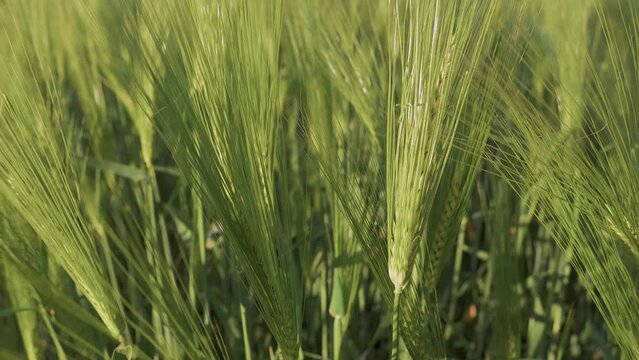 green barley field, slow motion ears of barley crop moving in wind breeze, looking down through crop, filmed at 62fps