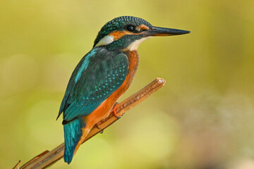 kingfisher on a branch
