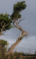 Trees in nature. Various different species. Day time.