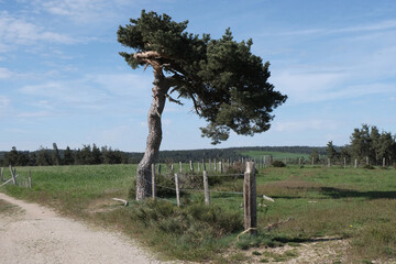 Trees in nature. Various different species. Day time.