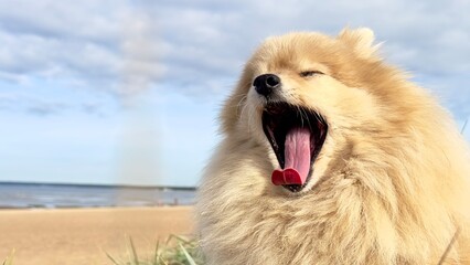 Portrait of happy Pomeranian Spitz dog, young fluffy puppy on the beach at summer sunny day at sea 