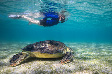 A large Green sea turtle underwater grazing on the sea grass bed with a female snorkeler looking at him from the surface