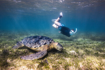 A large Green sea turtle underwater grazing on the sea grass bed with a snorkeler diving down to look at him - obrazy, fototapety, plakaty