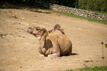 Dromedary Camel lies on the ground in an animal enclosure at a zoo on a sunny day