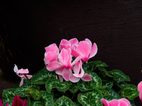 Pink flowers of Cyclamen Intaminatum and variegated leaves, perennial deciduous flowering plant.
