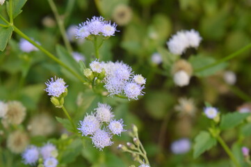 selective focus, Bandotan wild plant with the scientific name Ageratum conyzoides, a type of agricultural weed belonging to the Asteraceae tribe.