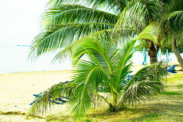 Fototapeta na wymiar Coconut trees on the beach
