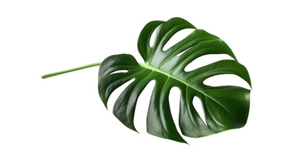 Green leaves of Monstera plant growing in wild, the tropical forest plant, evergreen vine on transparent background
