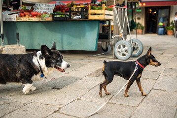 Two dogs on the street. Dogs get acquainted at the vegetable market.
