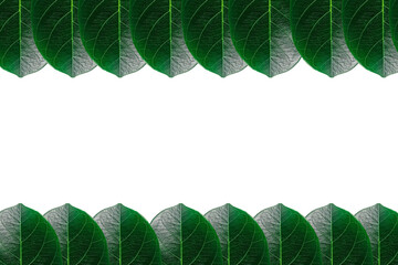 Frame/leaf frame, jackfruit leaf frame, green jackfruit leaf frame, leaf frame, jackfruit leaf,...