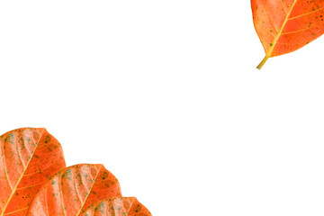 Frame/leaf frame, jackfruit leaf frame, green jackfruit leaf frame, leaf frame, jackfruit leaf,...