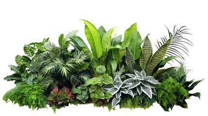 Green leaves fern tropical rainforest foliage plant isolated on white background - obrazy, fototapety, plakaty