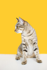 striped young cat on yellow background