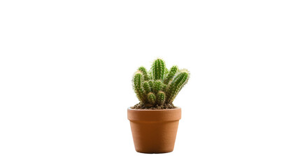 Small potted cactus indoor houseplant in clay pot on transparent background
