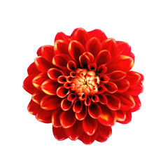 Top view of blooming red Dahlia flower head the tuberous garden flowering plant
