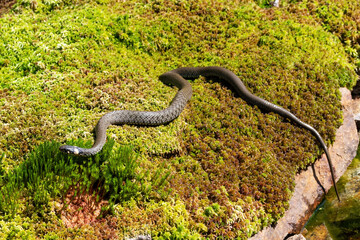 Grass snake on a green moss in the forest.