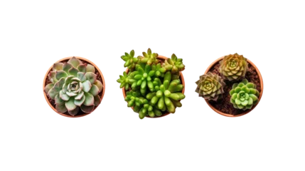 Poster Top view of three small potted cactus succulent Tanzanian Zipper plant (Euphorbia anoplia) the chunky green stemless succulent with similar look of a cactus isolated on transparent background © NI