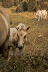Herd of horses grazing in a meadow in Norway. A group of horses eating grass in a field near the forest. Three adult horses and a foal shyly sticking its head out from behind its mother in the pasture