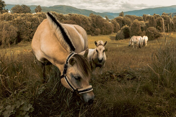 Herd of horses grazing in a meadow in Norway. A group of horses eating grass in a field near the forest. Three adult horses and a foal shyly sticking its head out from behind its mother in the pasture