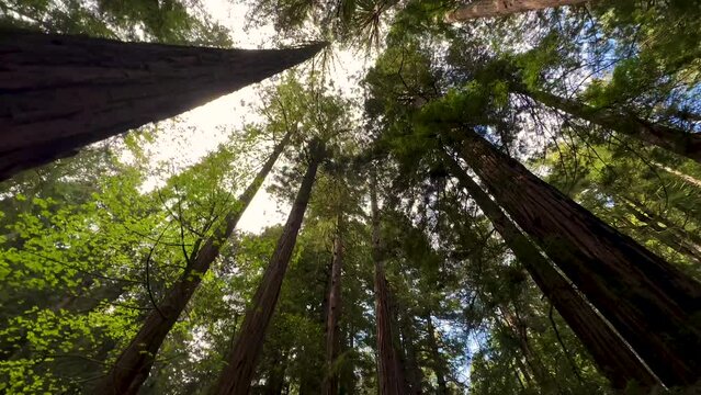 Muir Woods Giant Redwood Sequoia trees Pacific coast 