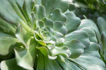 Succulent plant on sunny day