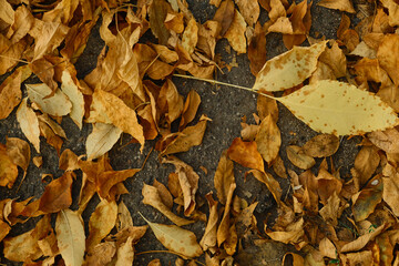 Autumn foliage background. Fallen yellow leaves on the sidewalk. Autumn mood, melancholy. Template for article, blog.