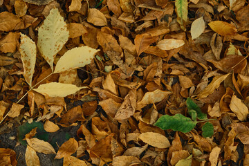 Autumn foliage background. Fallen yellow leaves on the sidewalk. Autumn mood, melancholy. Template for article, blog.