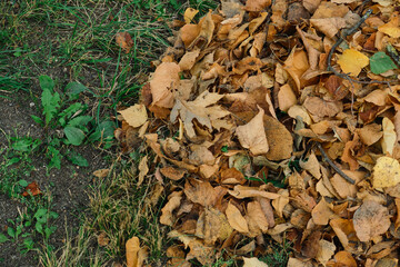 Autumn foliage background. Fallen yellow leaves on the sidewalk. Autumn mood, melancholy. Template for article, blog.