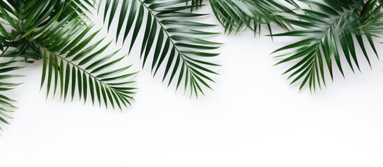 Obraz premium Minimalist palm leaf pattern composition on white background