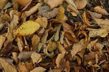 Autumn foliage background. Fallen yellow leaves on the sidewalk. Autumn mood, melancholy. Template...