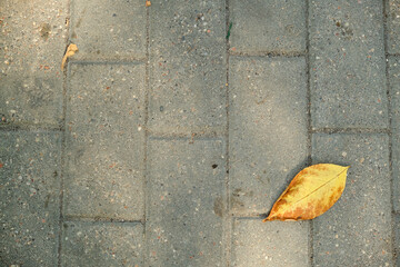 Autumn foliage background. Fallen yellow leaves on the sidewalk. Autumn mood, melancholy. Template...