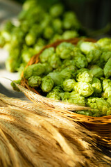 Fresh cones of hops in the basket and ears of grain near on wood background. Raw material for...