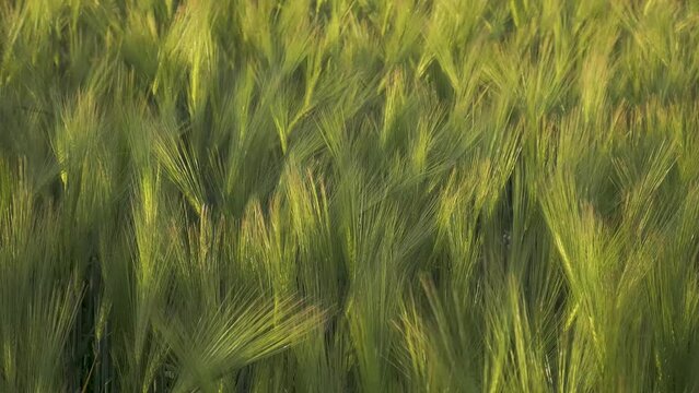 swaying green barley, medium close up field in breeze, shot at 62fps
