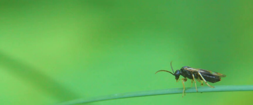 Close up of a Web spinning sawfly (Pamphiliidae).
